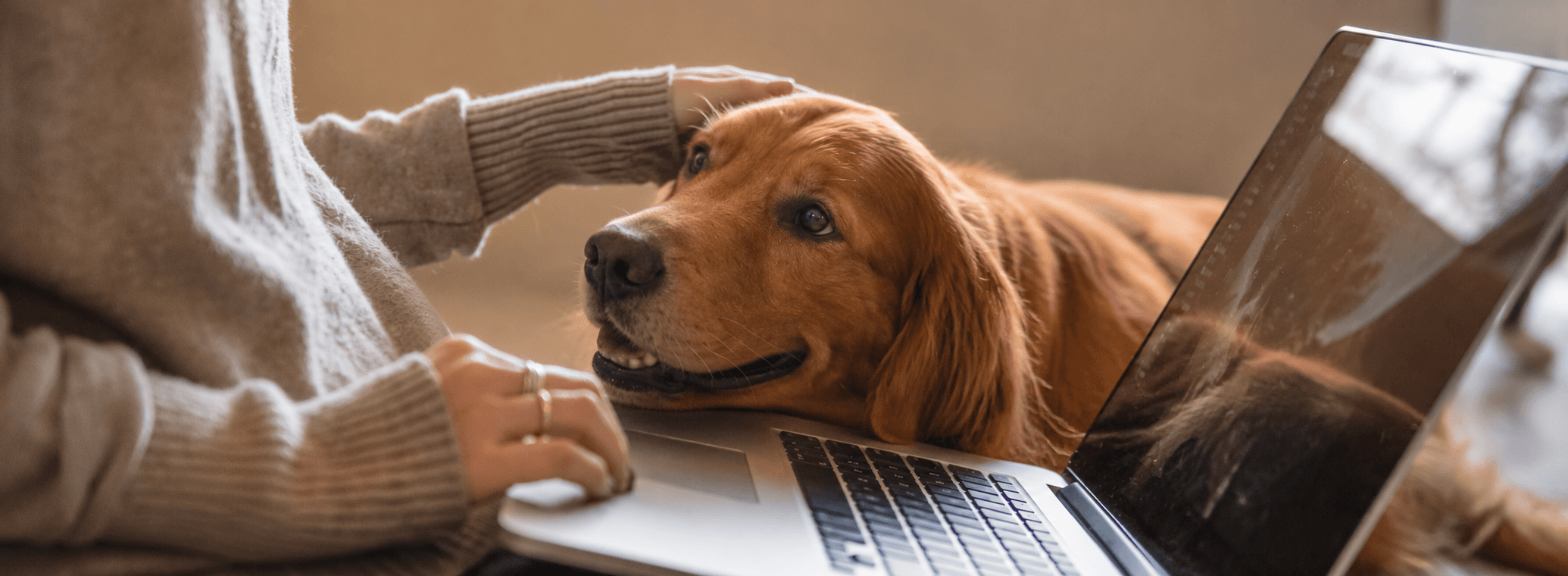 Golden retriever resting its head on a laptop while being petted by its owner.