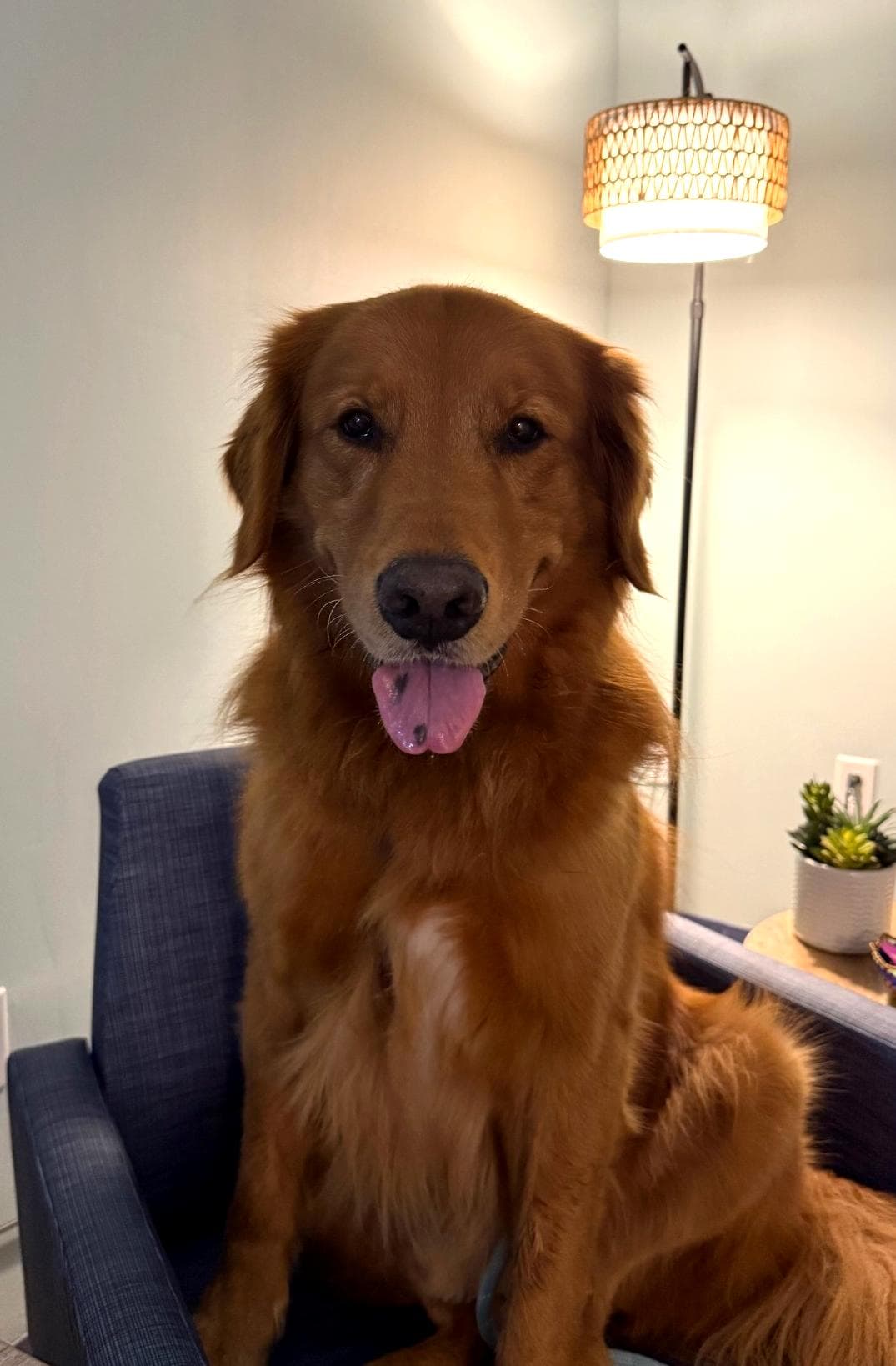 Golden retriever sitting in a blue armchair with its tongue out, showing a black spot.
